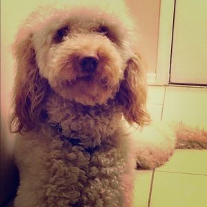 Meet your Posher, Ariana